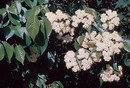 Nanny berry viburnum